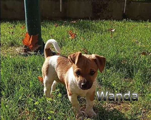 Wanda-(3)web