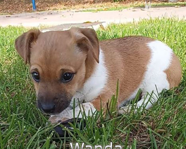 Wanda-(4)web