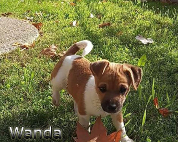 Wanda-(5)web