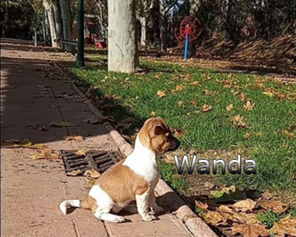 Wanda-(6)web