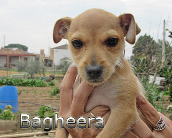 Bagheera-(2)web
