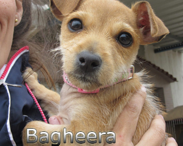 Bagheera-(4)web