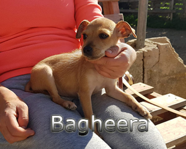 Bagheera-(5)web