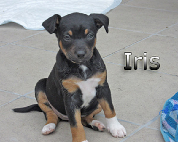 Iris-(8)web