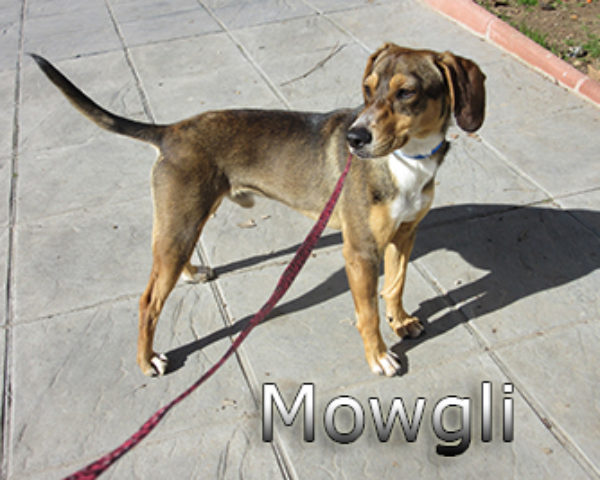 Mowgli-(10)web