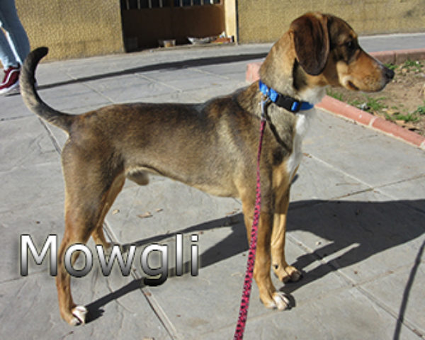 Mowgli-(1)web