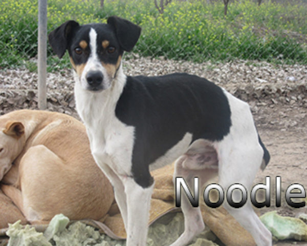 Noodle-(1)web