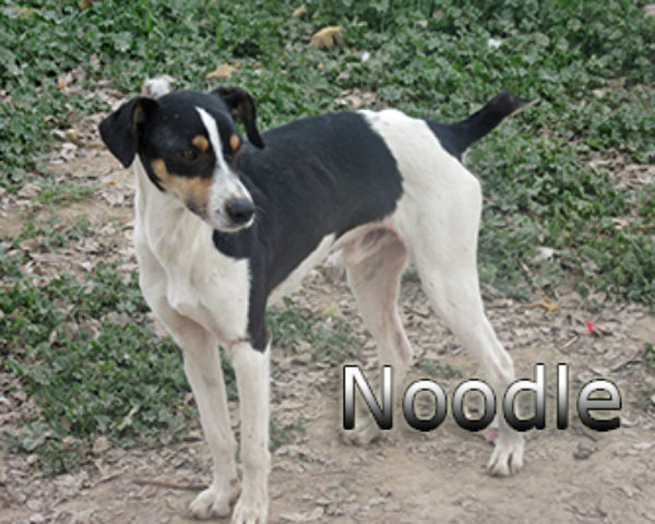 Noodle-(3)web