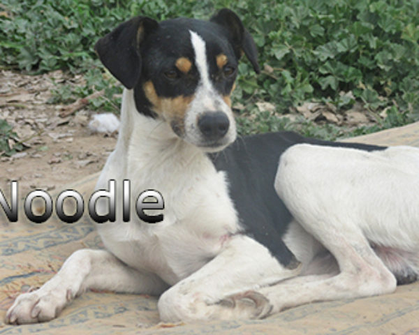 Noodle-(7)web