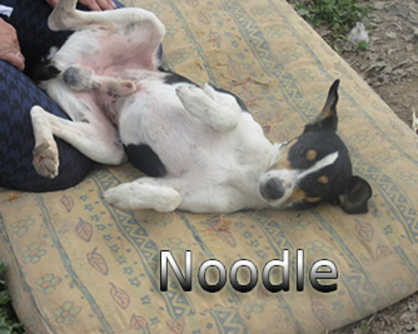 Noodle-(8)web