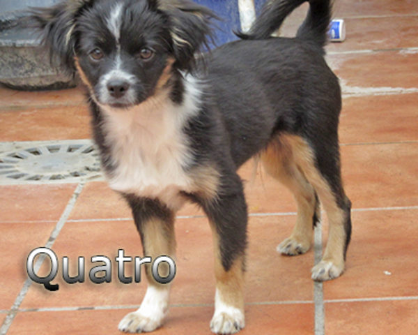 Quatro-(1)web