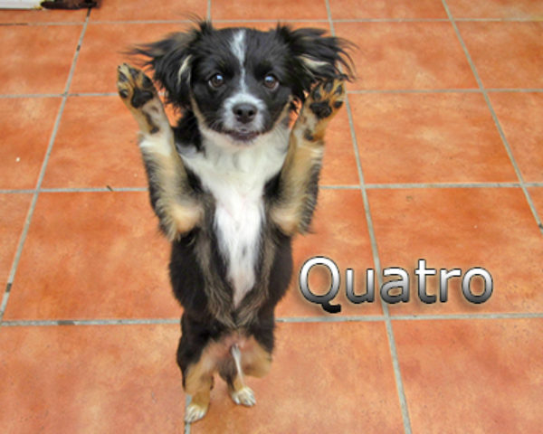 Quatro-(3)web