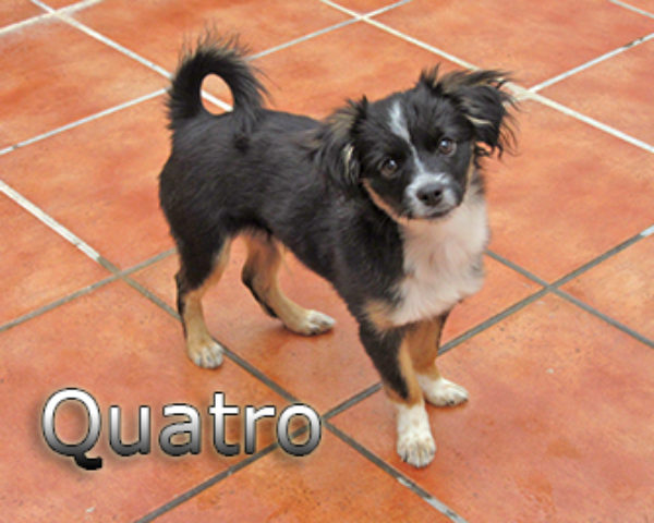 Quatro-(6)web