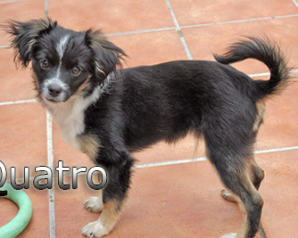 Quatro-(7)web