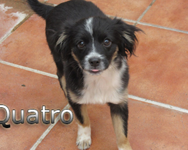 Quatro-(8)web