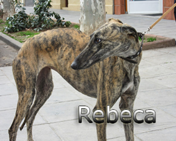 Rebeca-(1)web