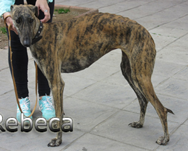 Rebeca-(6)web
