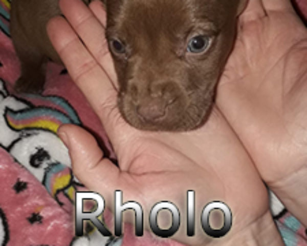 Rholo-(3)web