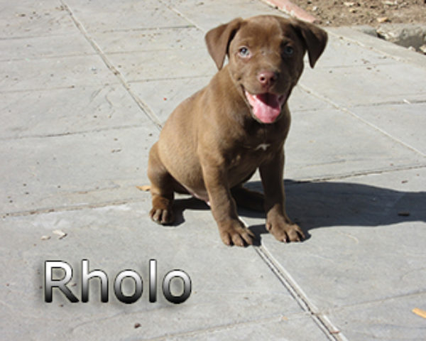 Rholo-(5)web