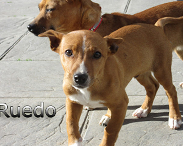 Ruedo-(1)web