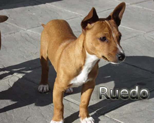 Ruedo-(3)web