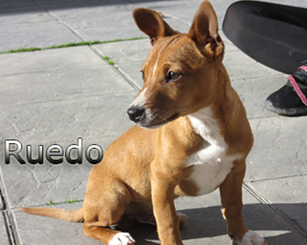 Ruedo-(4)web
