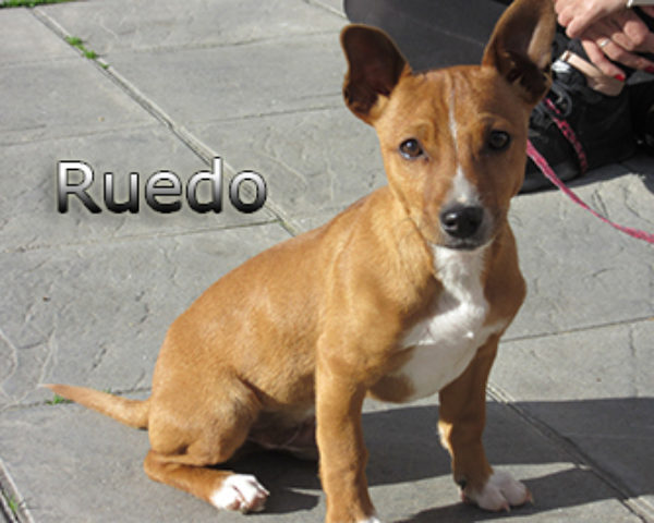Ruedo-(5)web