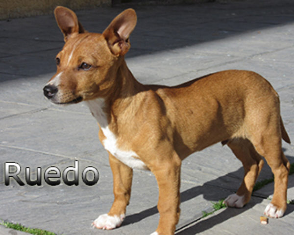 Ruedo-(6)web