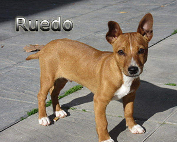 Ruedo-(7)web