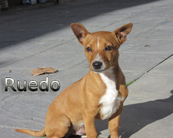 Ruedo-(8)web