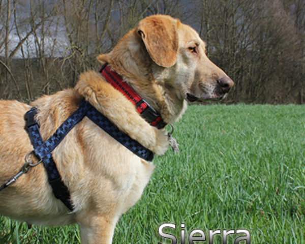 Sierra_Update032019-(23)web