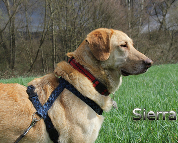 Sierra_Update032019-(31)web