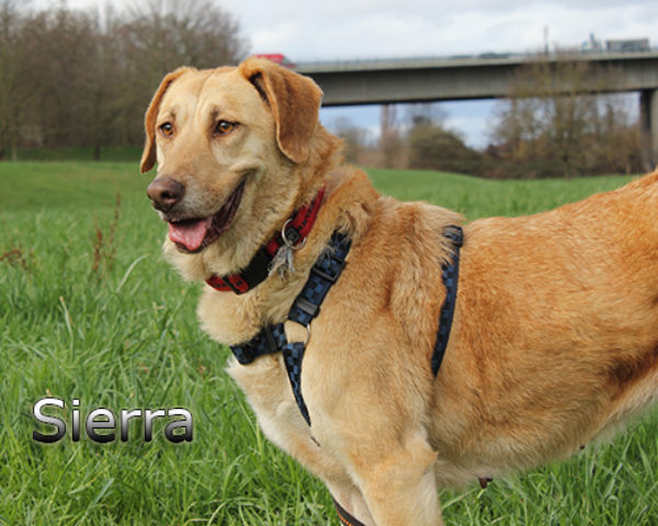 Sierra_Update032019-(35)web