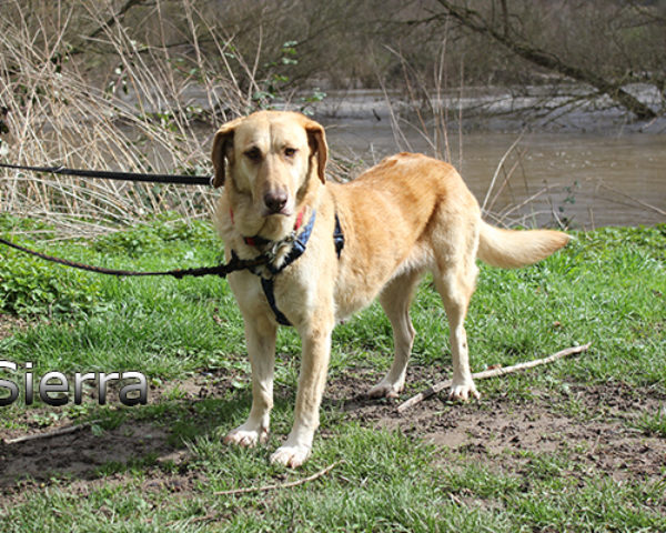 Sierra_Update032019-(3)web