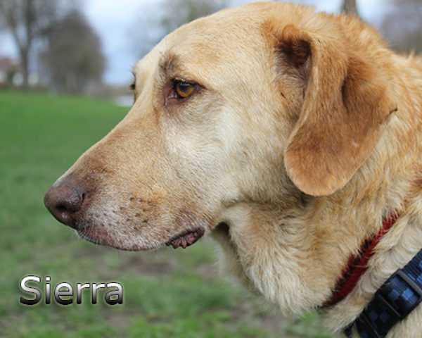 Sierra_Update032019-(8)web