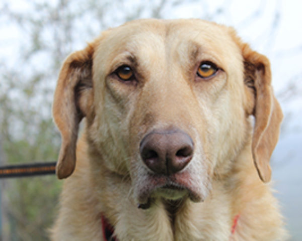 Sierra_Update042019-(10)web