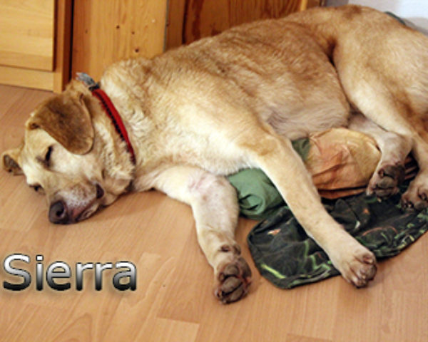 Sierra_Update042019-(11)web