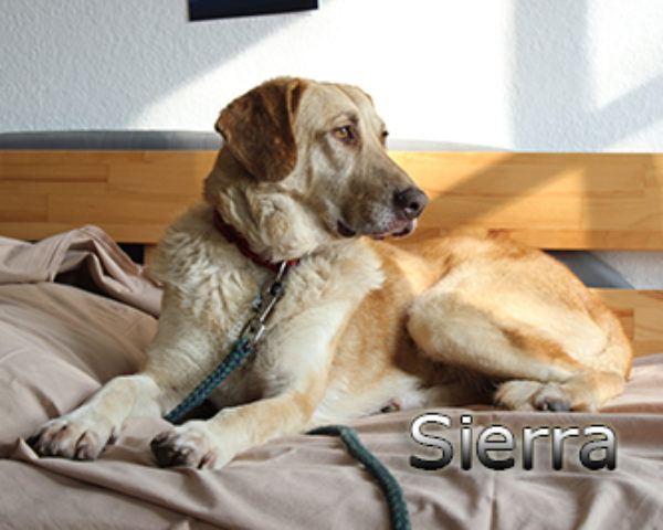 Sierra_Update042019-(1)web