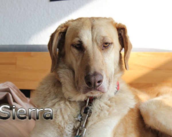 Sierra_Update042019-(2)web