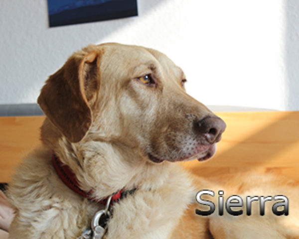 Sierra_Update042019-(4)web