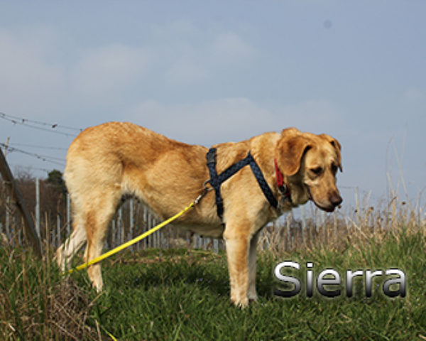 Sierra_Update042019-(6)web