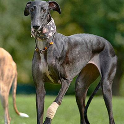 Alondra_Update_14102019-(2)web