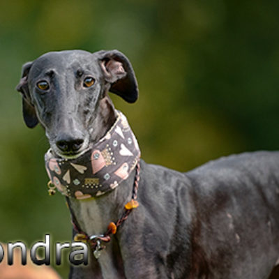 Alondra_Update_14102019-(3)web