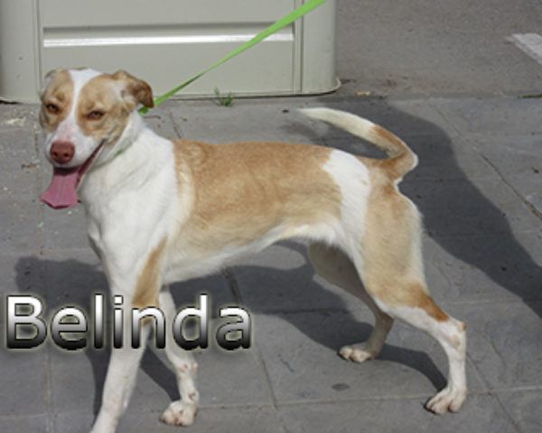 Belinda-(2)web