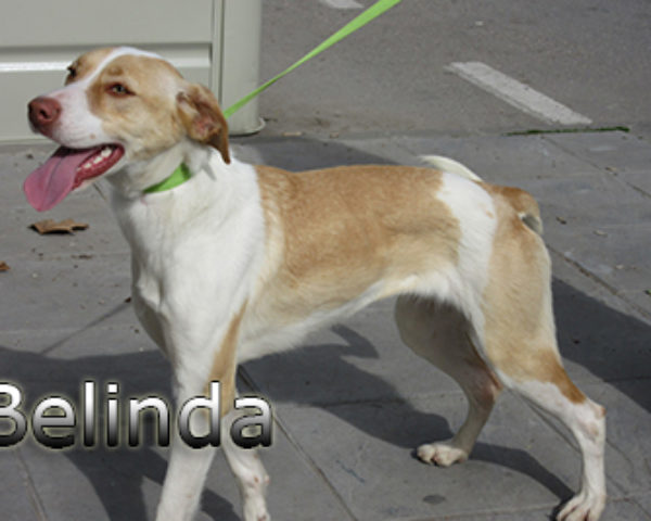 Belinda-(3)web