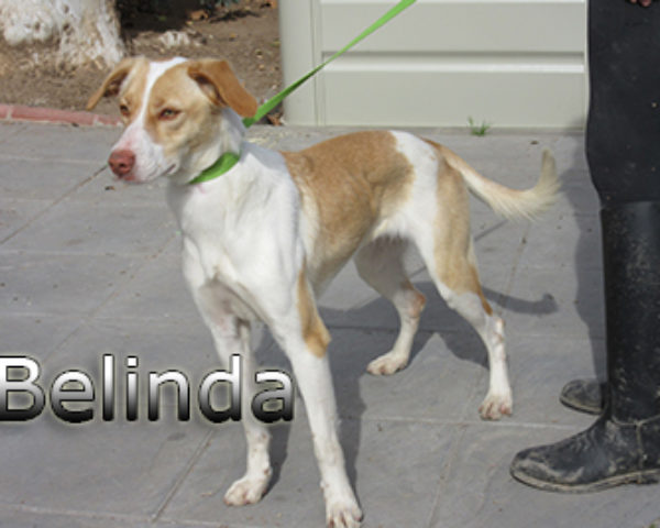 Belinda-(4)web