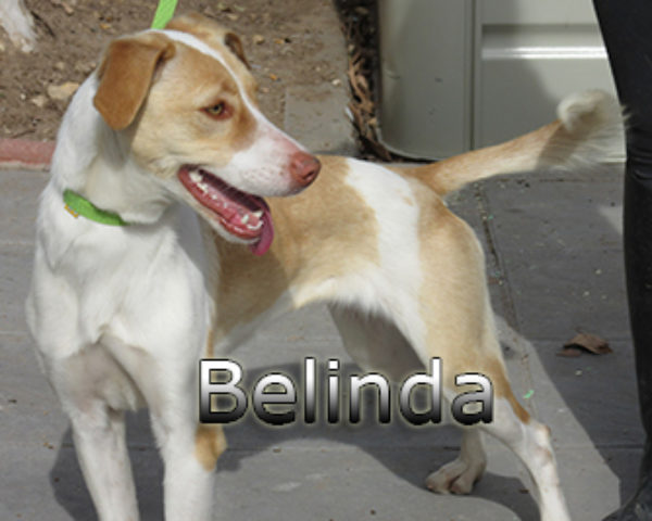 Belinda-(6)web