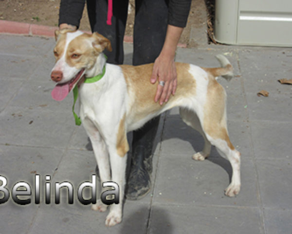 Belinda-(7)web