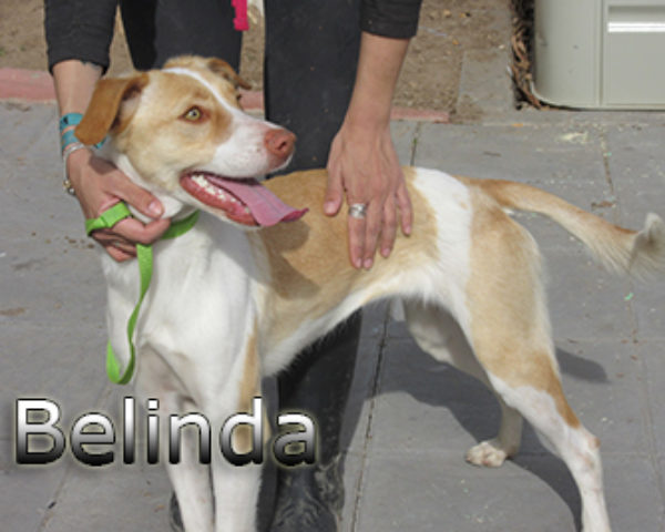 Belinda-(8)web