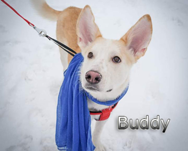 Buddy-(22)web
